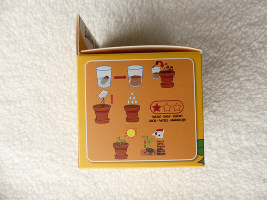 kit plante qui pétille - Les p'tits cadeaux