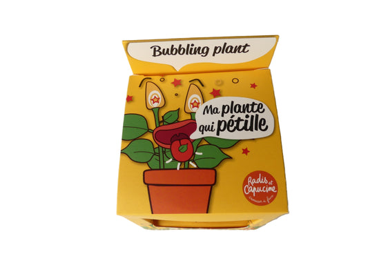 kit plante qui pétille - Les p'tits cadeaux
