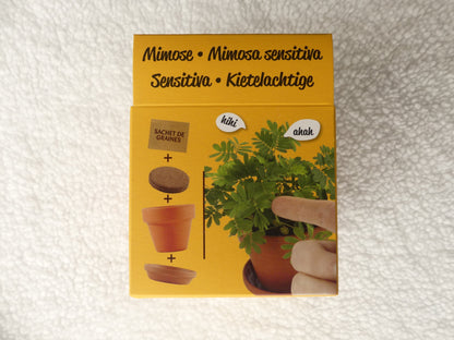 kit plante sensitive - Les p'tits cadeaux