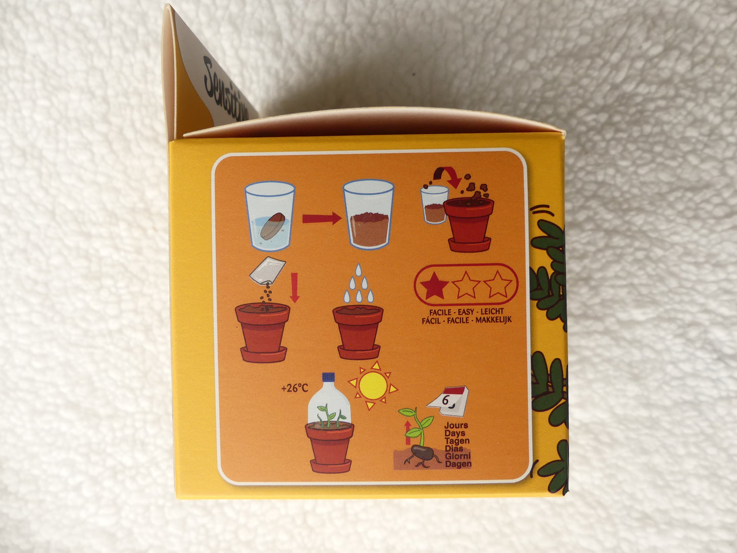 kit plante sensitive - Les p'tits cadeaux